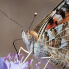 Vanessa Cardui